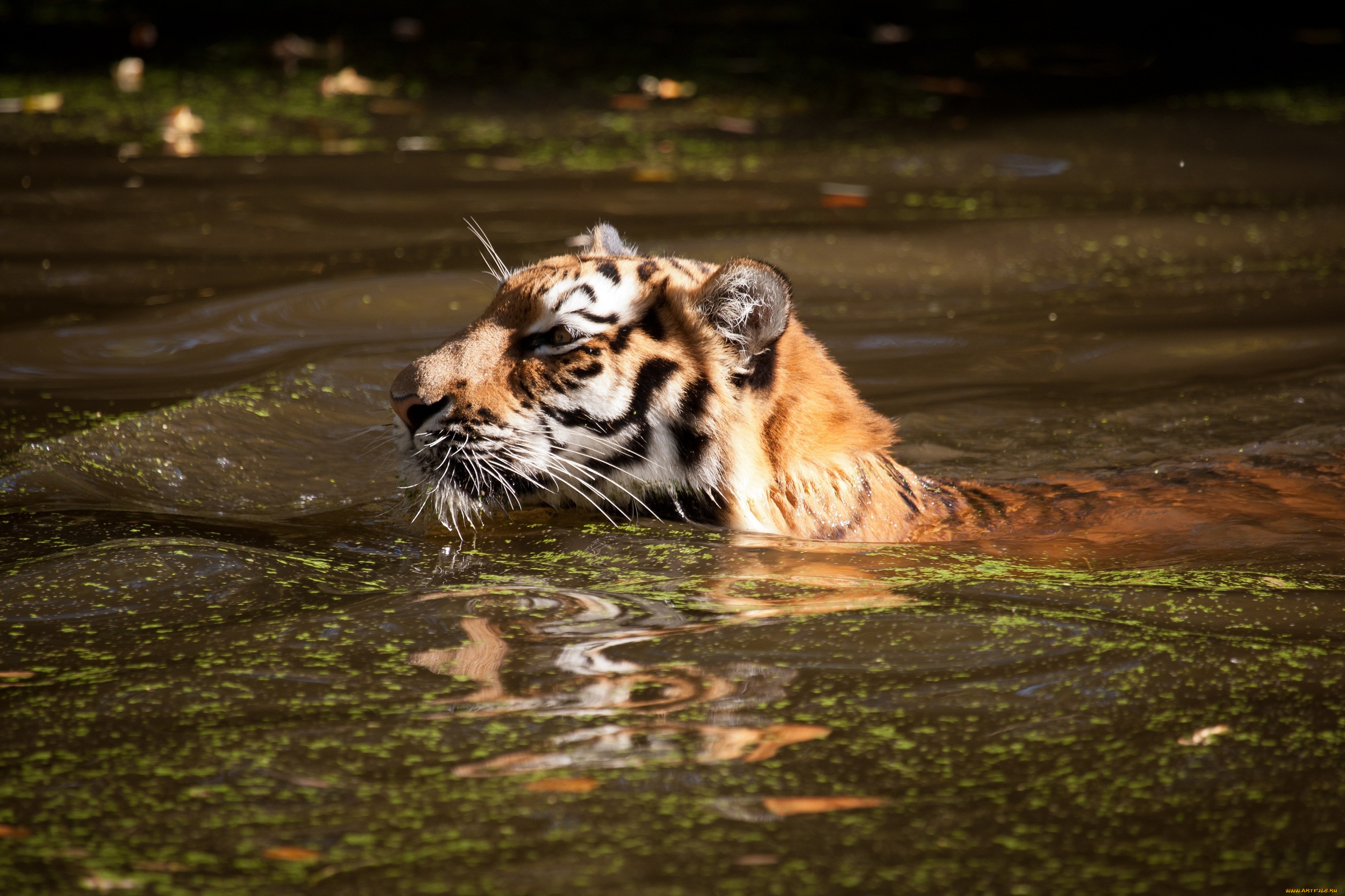 Тигр образует реку. Тигр плывет. Тигр в воде. Тигр купается. Амурский тигр в воде.
